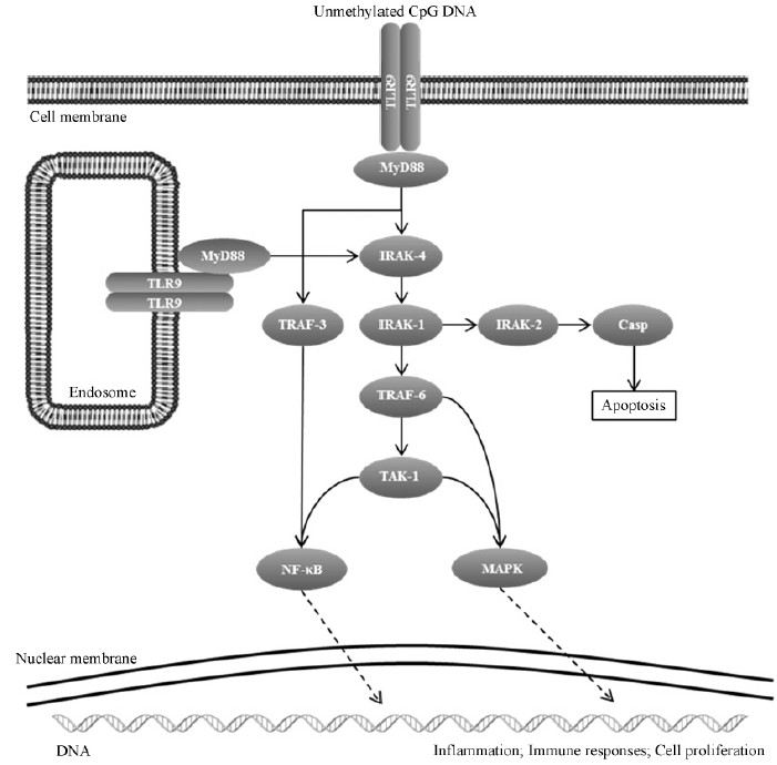 由未甲基化cpg dna与肠道tlr9结合,通过骨髓样分化因子88(myeloid