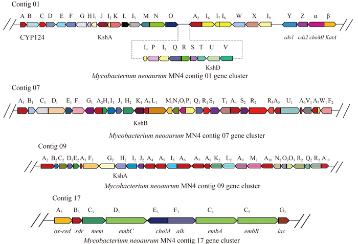 酮高产菌新金分枝杆菌MN4的全基因组测序及