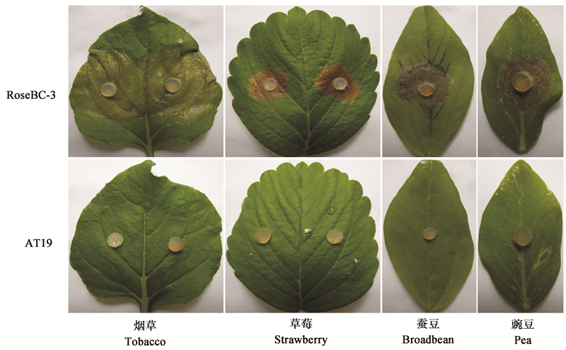 灰葡萄孢侵染垫缺失突变体的筛选及其相关生物学特性