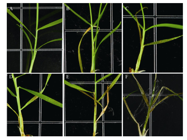 立枯丝核菌 i>rhizoctonia solani/i)对日本结缕草 i>zoysia