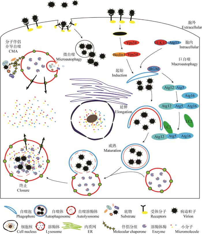 麻疹病毒属相关自噬的研究进展