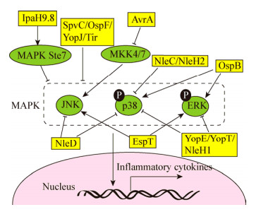 细胞NF-κB和MAPK信号通路的研究进展